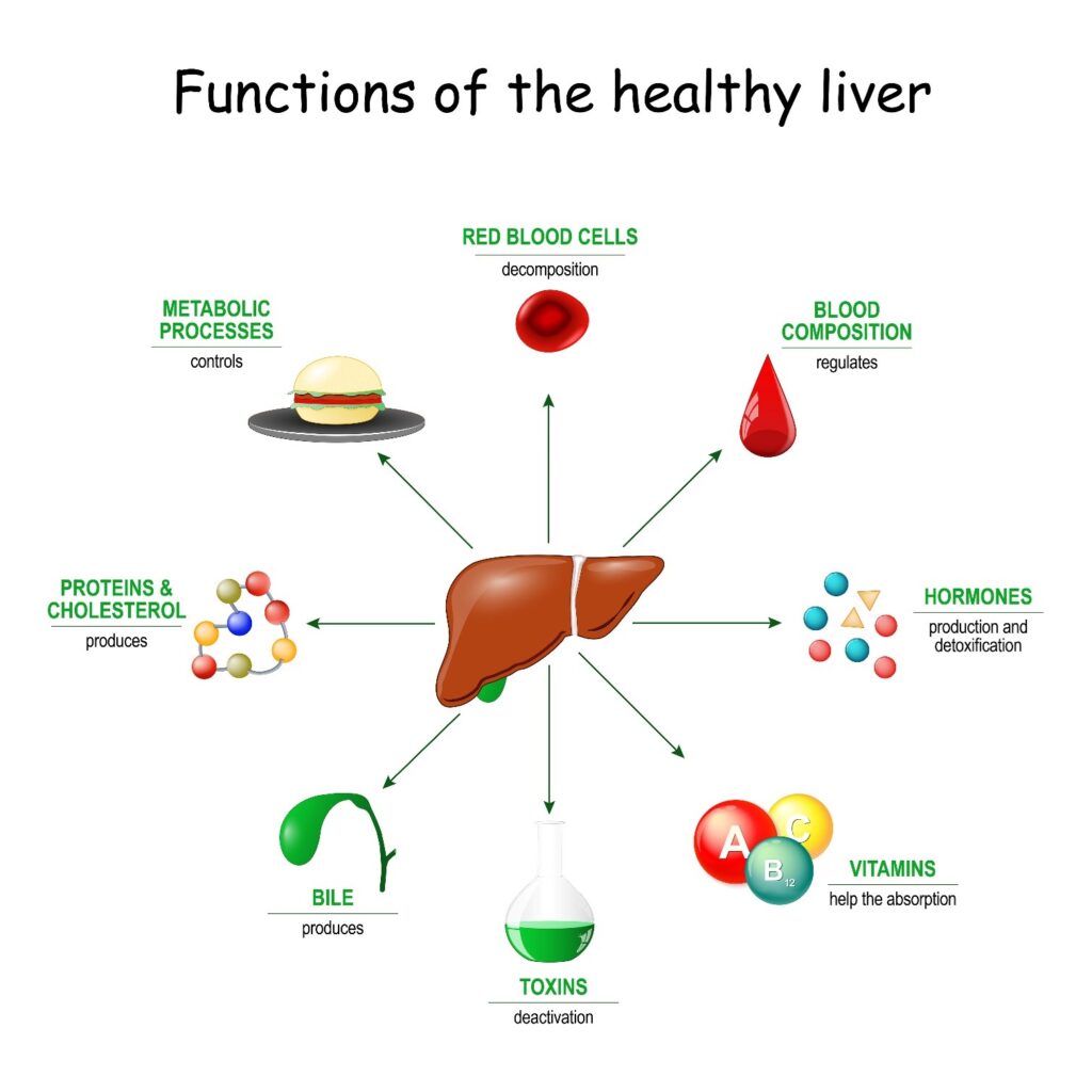 Functions of healthy liver